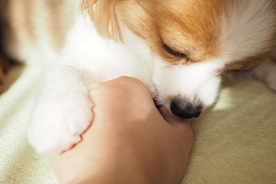 人の手を舐める犬