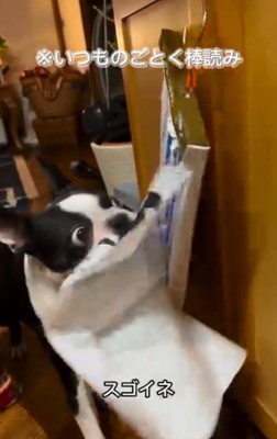 カレンダーを破るマルタくん