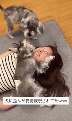 ココちゃん「どした!?」