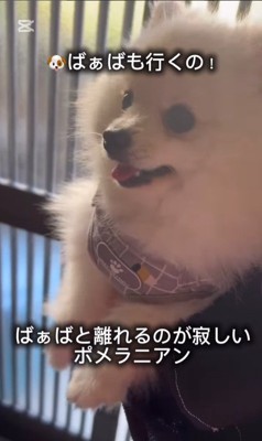 おばあちゃんと離れたくないすのぅちゃん4