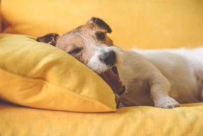 あくびをする犬