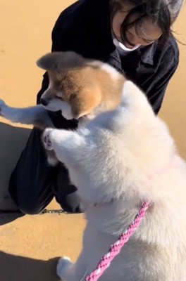 桃ちゃんに近づく桜ちゃん