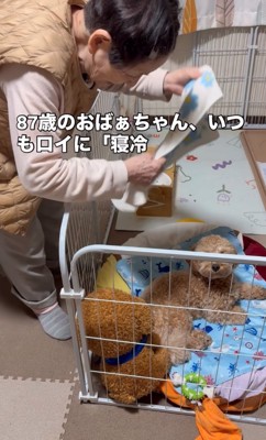 おばあちゃんと犬
