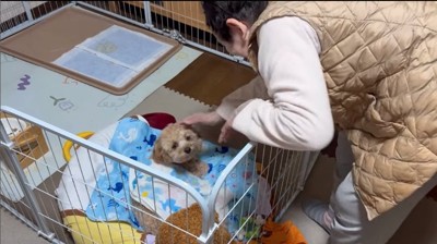犬の頭を撫でる