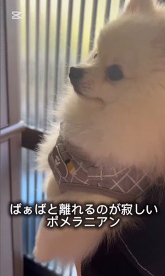 おばあちゃんと離れたくないすのぅちゃん