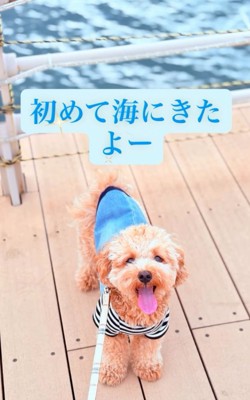笑顔の犬