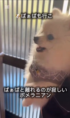 おばあちゃんと離れたくないすのぅちゃん2