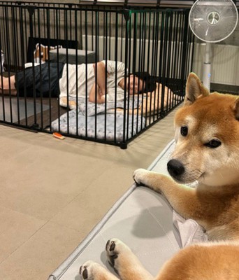 ケージで寝ちゃってる!!