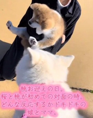 桃ちゃんと初対面の桜ちゃん