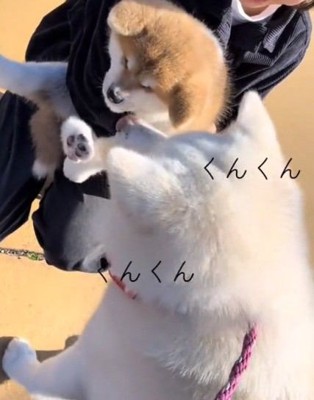 匂いを嗅ぐ桜ちゃん