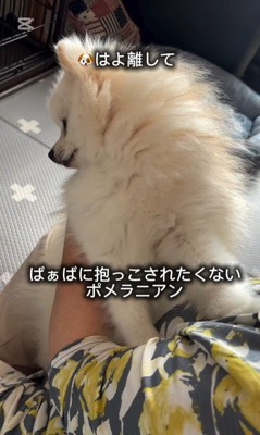 抱っこを嫌がるすのぅちゃん2