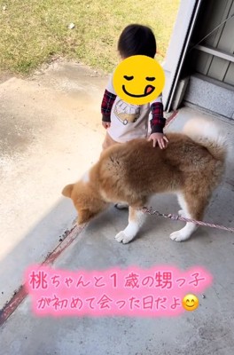 桃ちゃんをなでる男の子