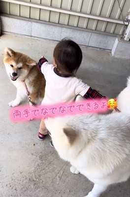 2匹を撫でる男の子