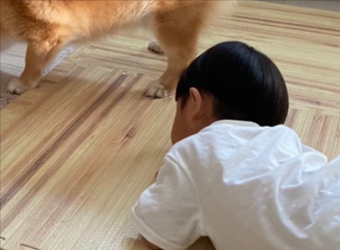 弟くん
