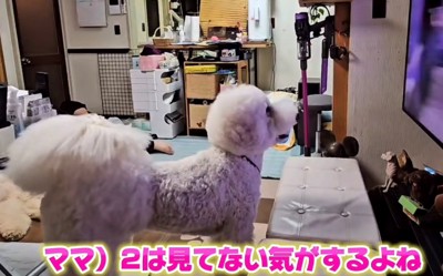 テレビに夢中な犬