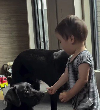 犬におやつをあげる赤ちゃん