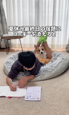 宿題中の男の子とココちゃん