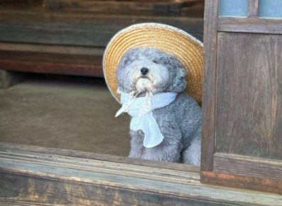 ぬいぐるみ