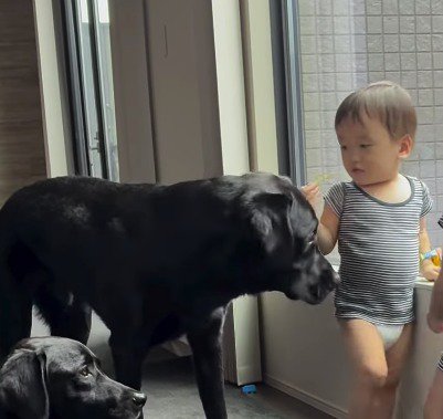 手に持っているおやつを犬に近づける赤ちゃん