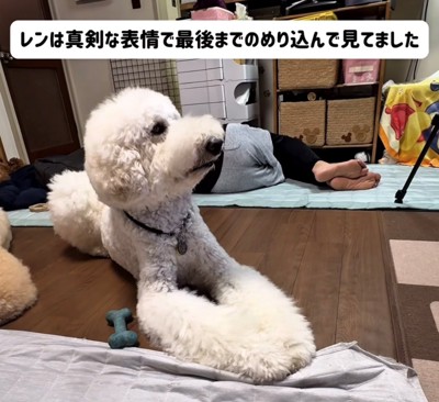 伏せの姿勢でテレビを見つめる犬