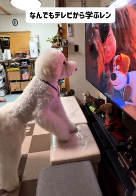 椅子に前足をかけて見入る犬