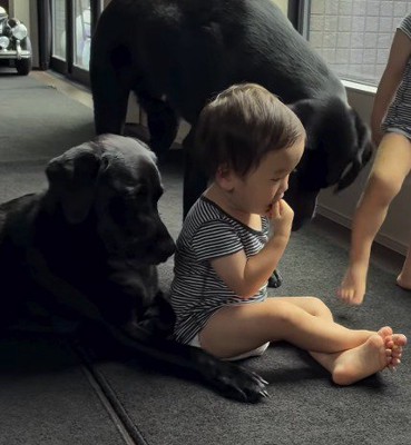 赤ちゃんが食べているおやつを見つめる犬