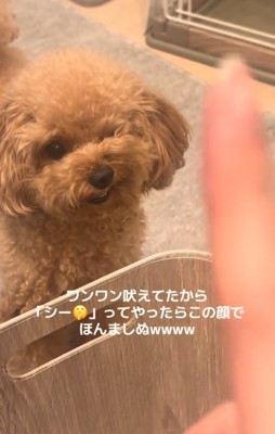 反抗的な表情の犬