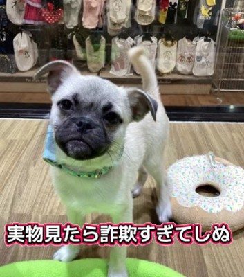 写真と何かが違う…!