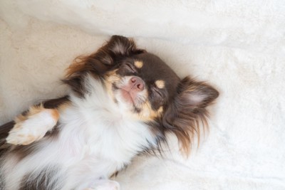 幸せそうな顔で眠る犬