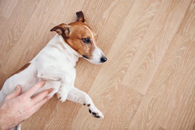 犬のお腹を撫でる