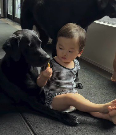 犬におやつを差し出す赤ちゃん