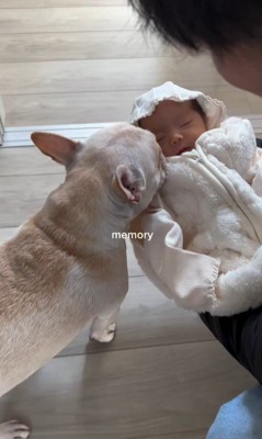 ぶうちゃんと赤ちゃん