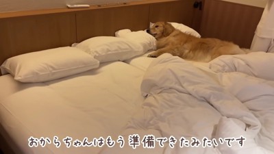 おからちゃん、就寝