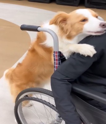 車椅子を押す犬2