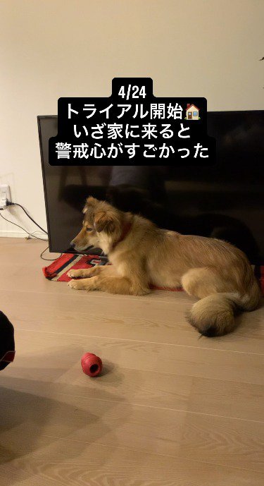 飼い主から視線を逸らす犬