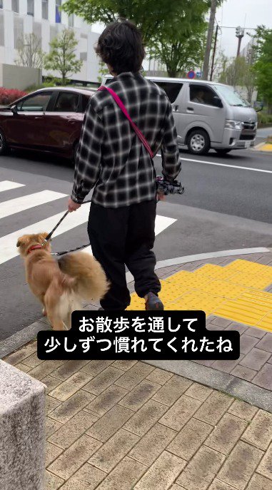 飼い主と散歩をする犬