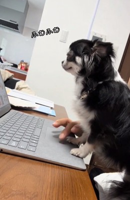 PCを見るオレオちゃん