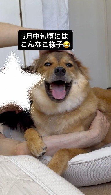 家族とじゃれ合って笑顔になる犬