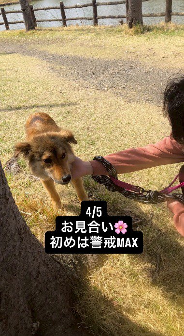 首を撫でられる犬