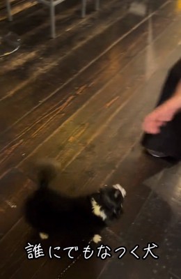 尻尾を振るオレオちゃん