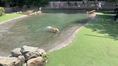 おからちゃんは水遊び