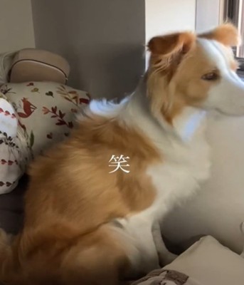 座って外を見つめる犬