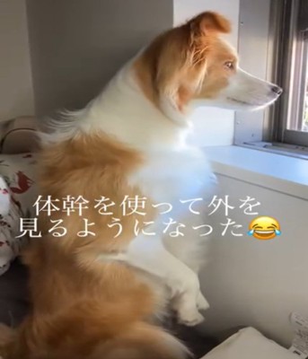 立った状態で外を見つめる犬1