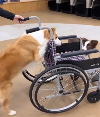 車椅子を押す犬1