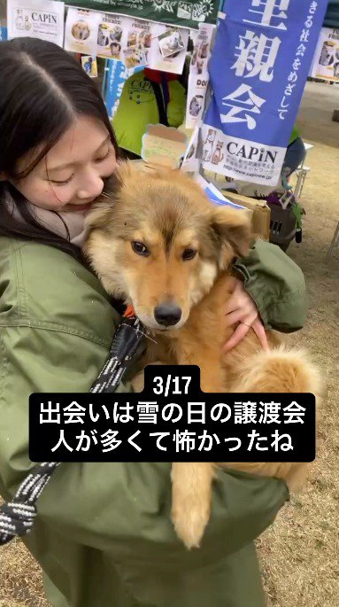 女性に抱っこされている犬