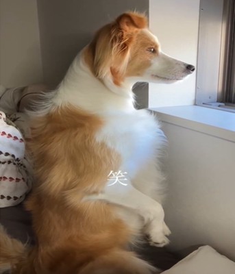 立った状態で外を見つめる犬2