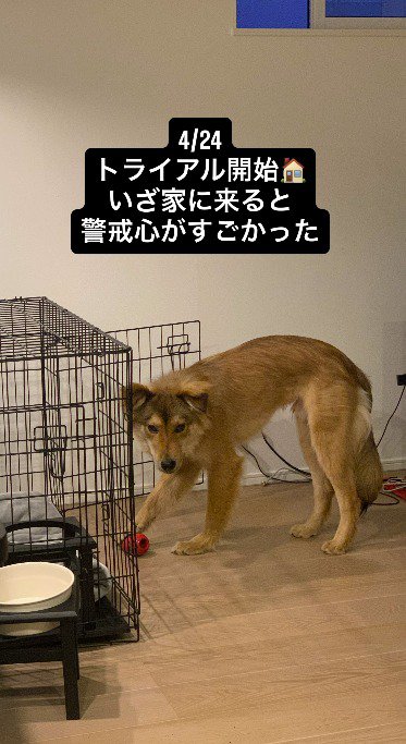 ケージの前で遊ぶ犬