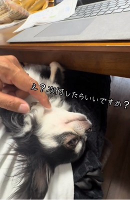 目を開けるオレオちゃん