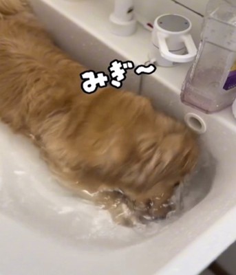 顔を洗う犬