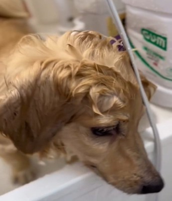 顔を出す犬